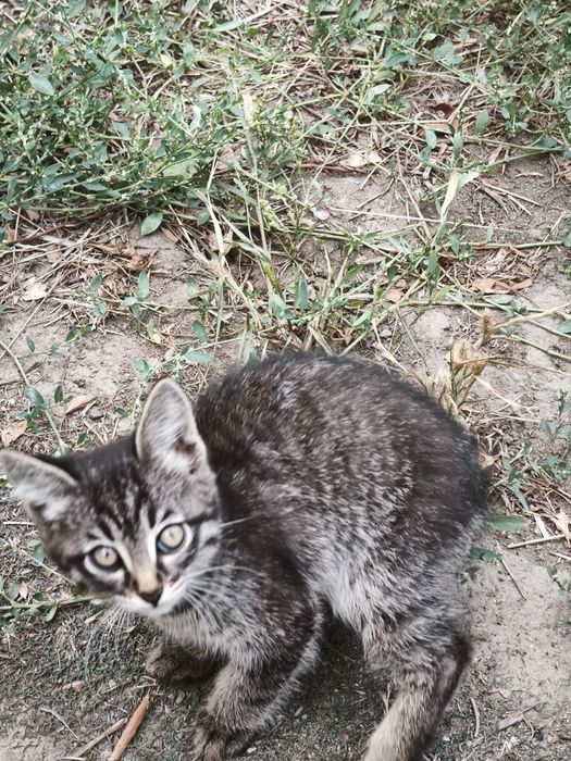 Отдам котят бесплатно