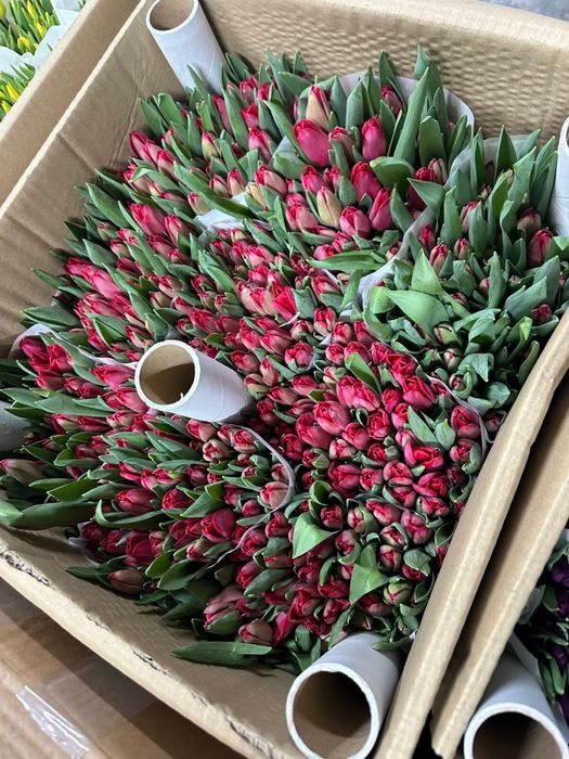 Тюльпаны оптом и в розницу