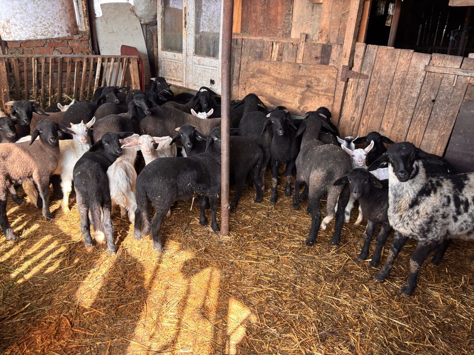 Vand OI carabase cu miei . Mai multe detalii la telefon.  Nelu .B