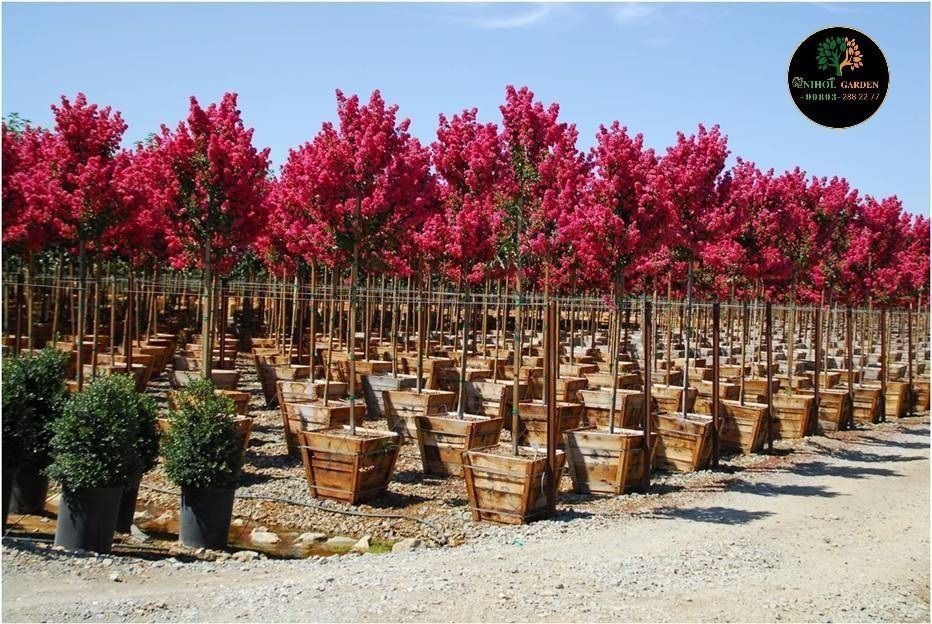 Хитойдан тугридан-тугри биринчи кул кучатлар