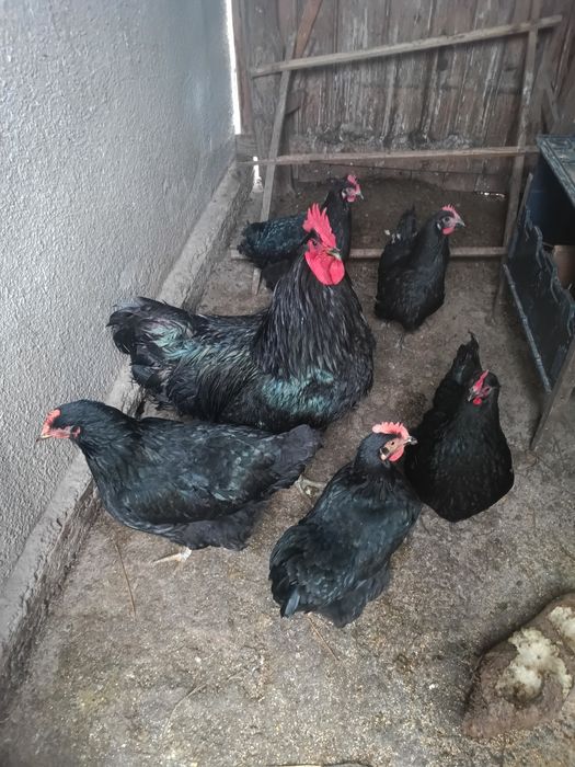 Vând sau schimb găini