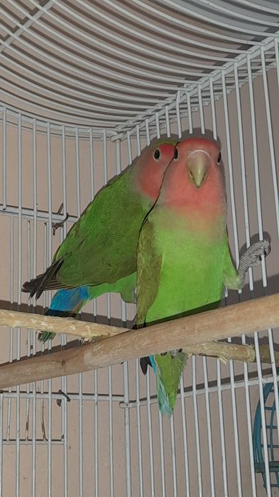 Попугаи неразлучники