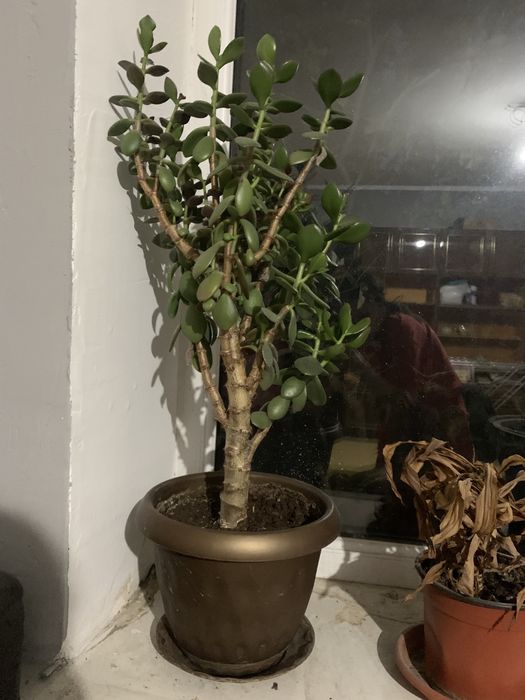 Цветы домашние алматы