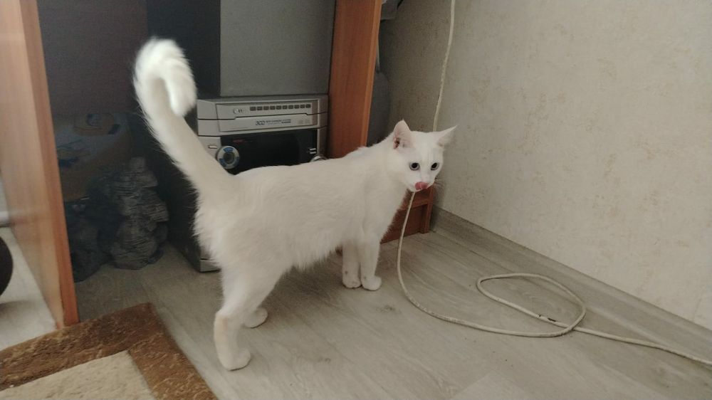 Продам прекрасных котят девочек