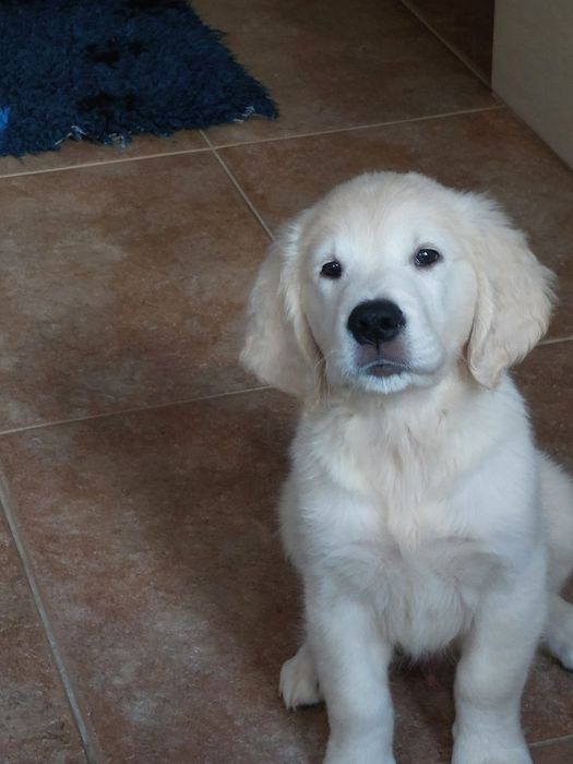 Vand  mascul golden retriever