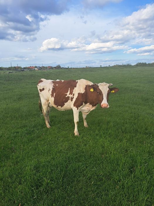 Vând vaca Red Holstein