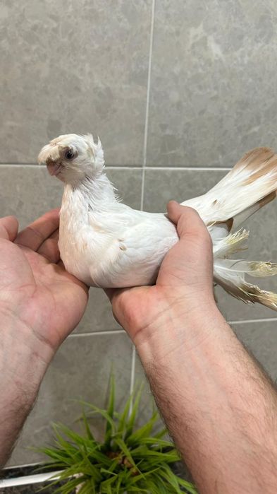 Продам совсем молодую гульбадамку