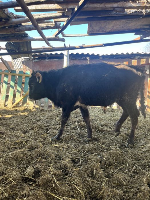 Продам бычка хорошего