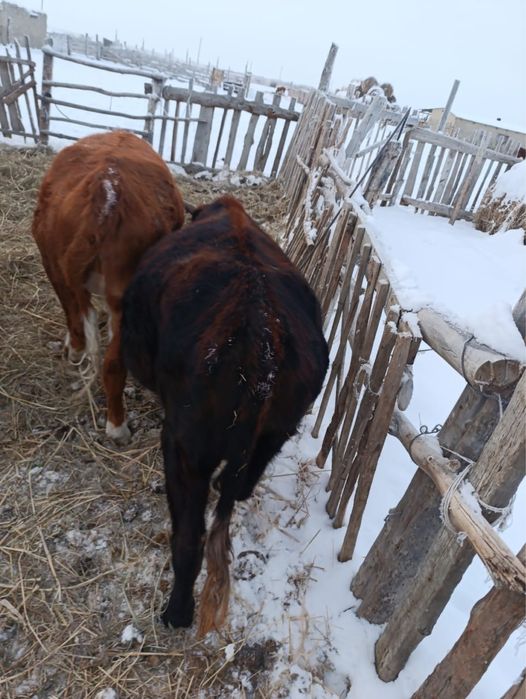 Соғым сатылады жас мал