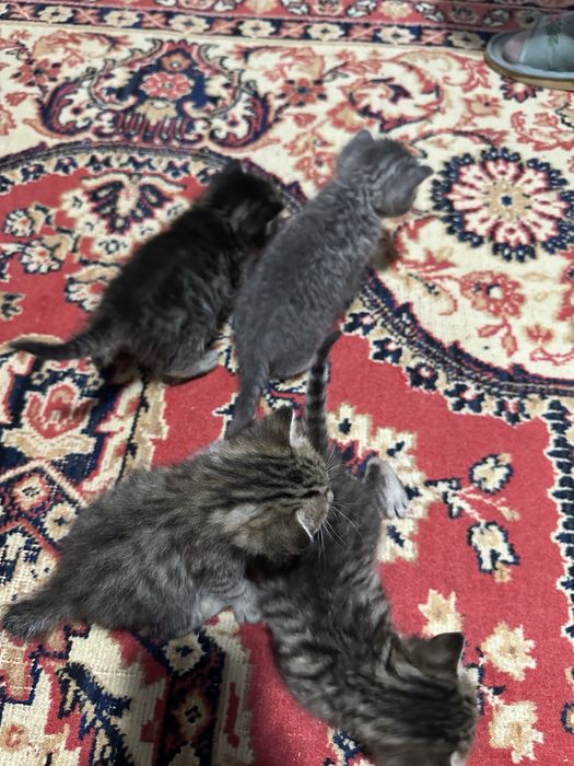 Отдам котят бесплатно