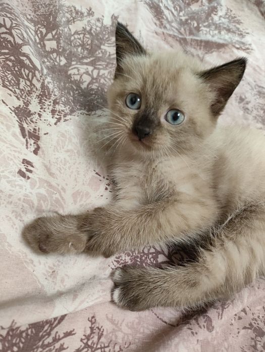 Продам шотландского котенка