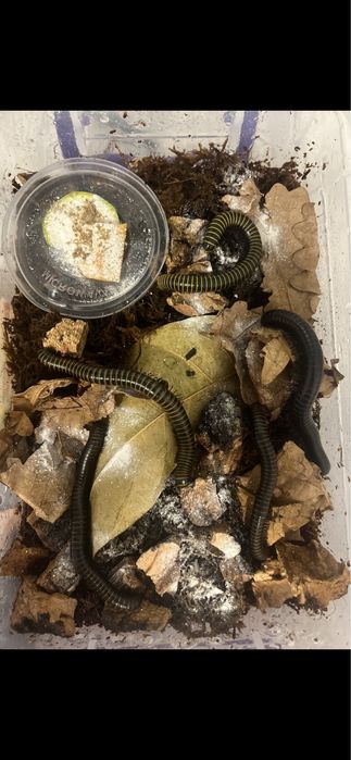 Кивсяки билайны