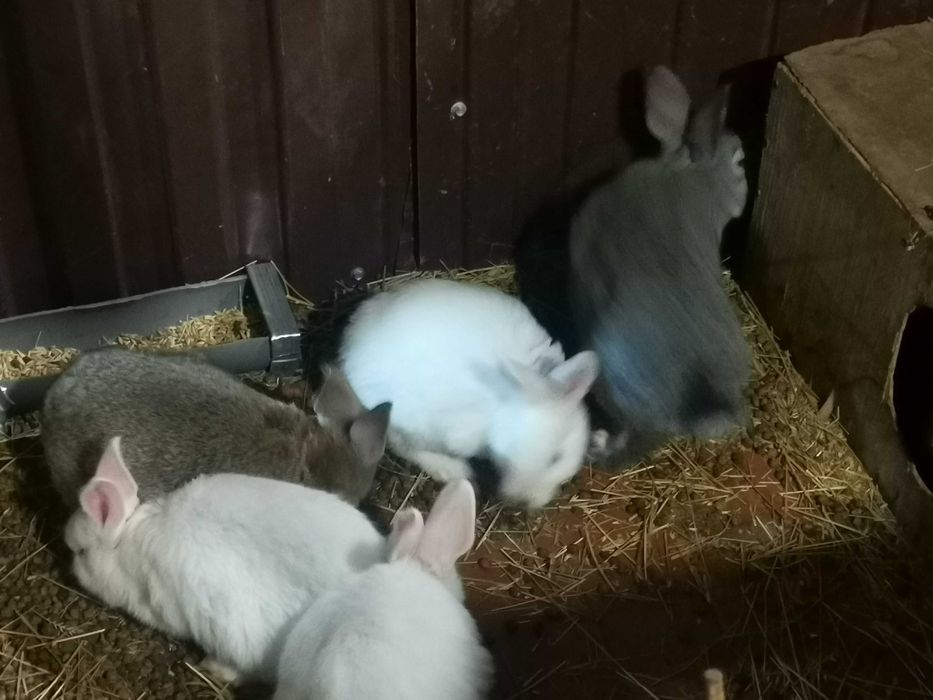 Кролики чистокровные