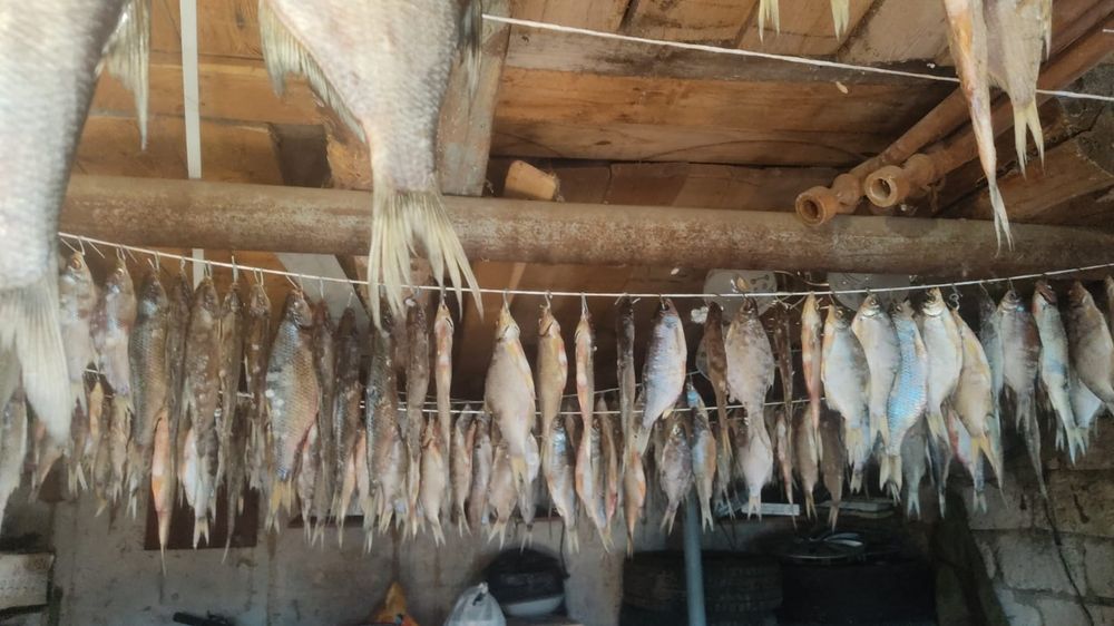 Продам сушоную рыбу