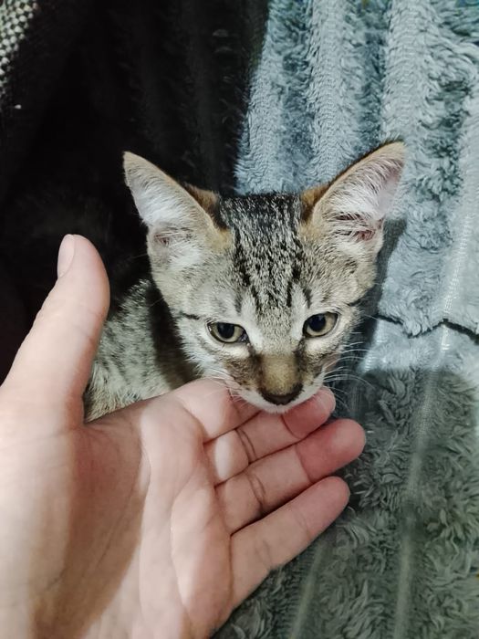 Милый пушистик ищет дом!