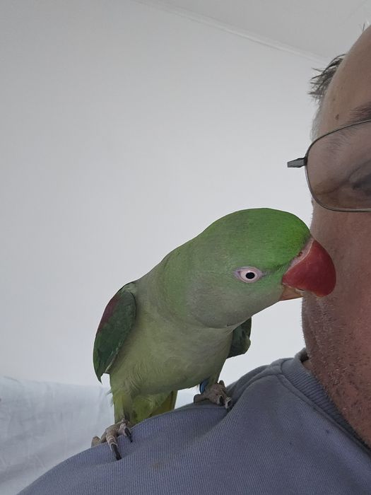 Vind papagal Marele Alexander +voliera cu accesorii