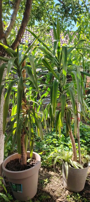 Yucca planta in ghiveci