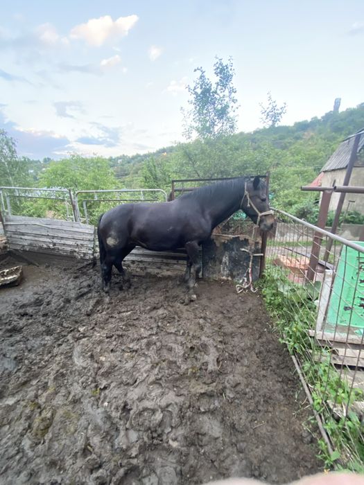 Жеребец лошадь кабыла