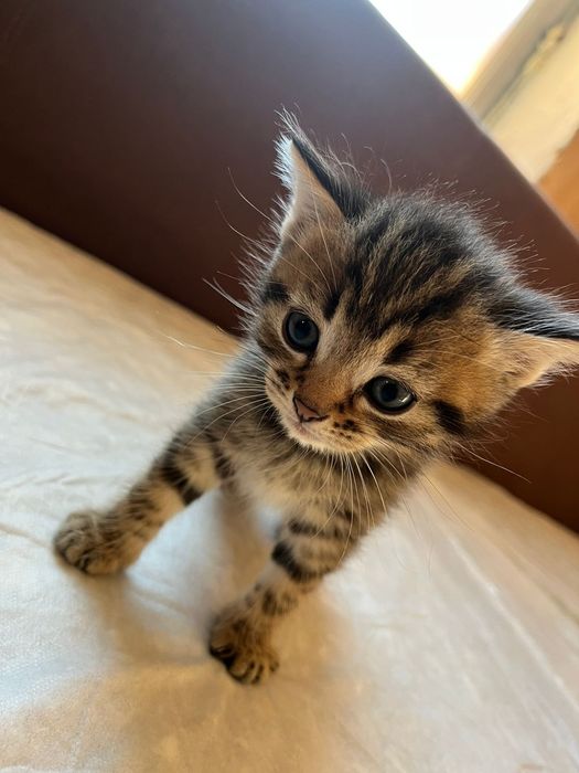 Отдам даром котят