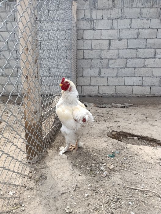 Продам молодых  петухов