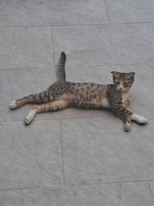 СРОЧНО ищу дом для этого кота!