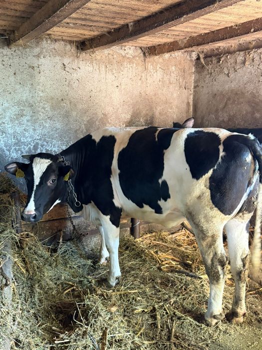 Vând vițea peste 400 kg