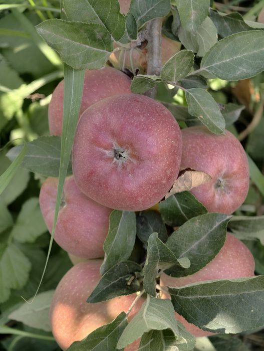 Продам яблоки с сада