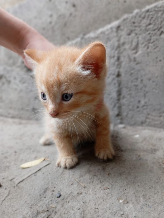 Отдаю котят. Оба мальчики