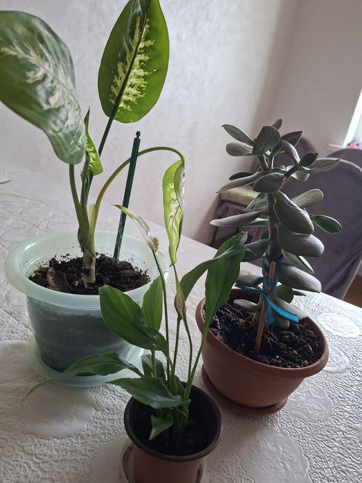 Продам комнатное растения