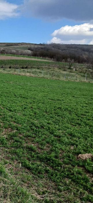 Vând doua parcele de teren