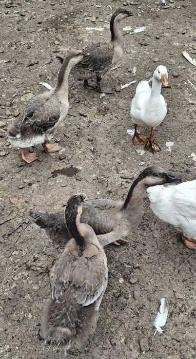 Pui bibilica, boboci rata leseasca, boboci gasca, cocosi pitici.