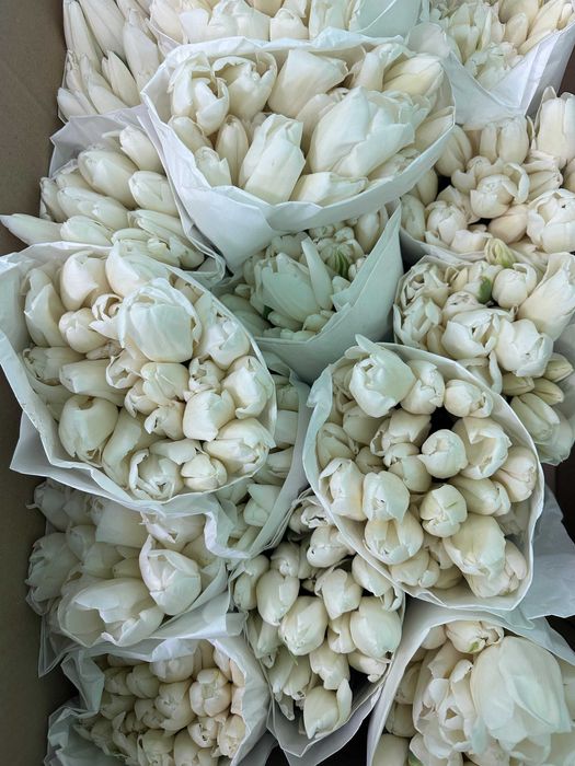 Премиум Тюльпаны оптом