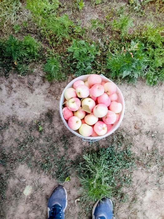 Яблоки, свежие, вкусные