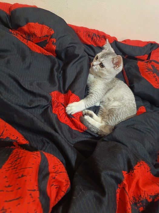 Mushuk zottor scotish shinshila qiz bola 7 oylik