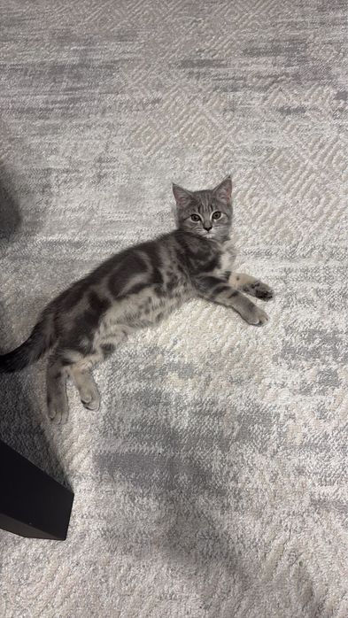 Отдам в добрые руки