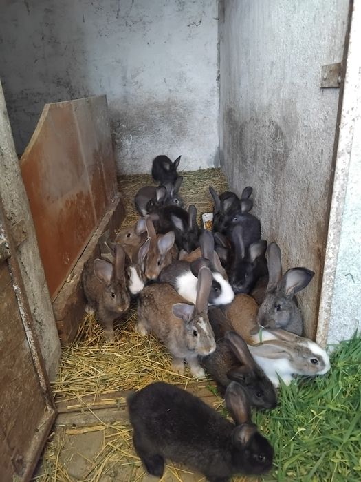Iepurași metis U.G.
