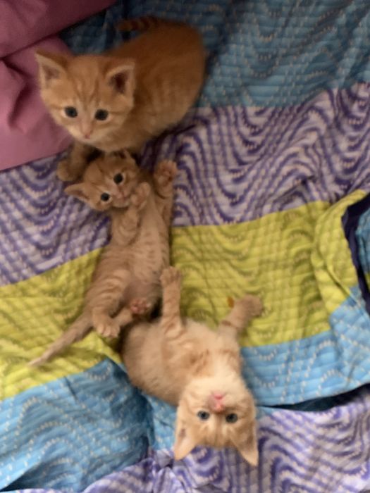 Британские котята