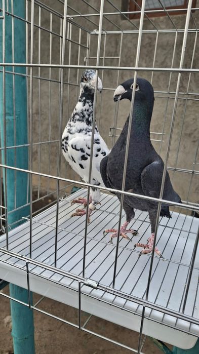 Голуби красивые..