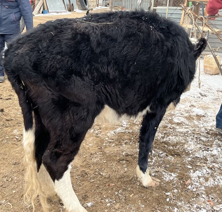 сиыр сатам      .