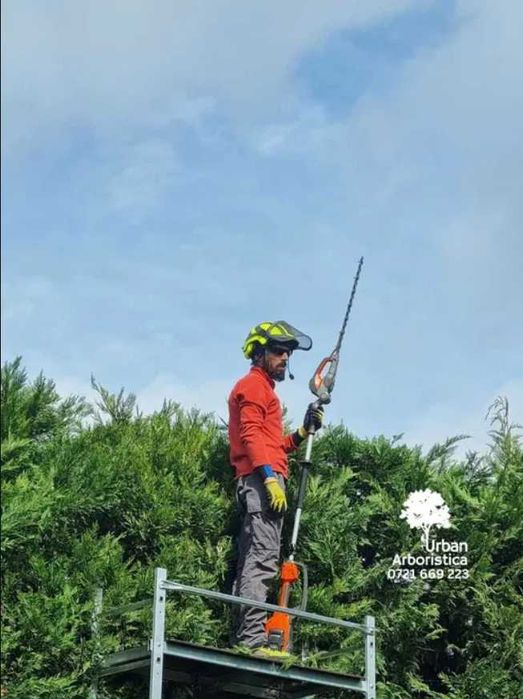 Toaletare Copaci Arbori Pomi Ingrijire Tuns Tuia Cluj-Napoca