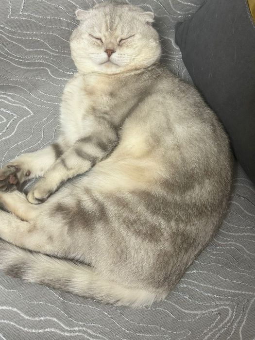 Кот ищет кошку для вязки