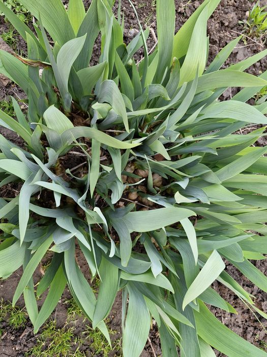 Iris galben regal