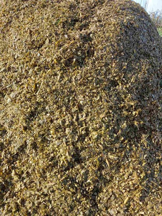 Царевичен силаж 2025