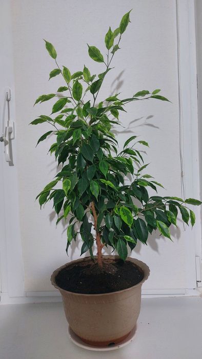 Фикус бенджамина