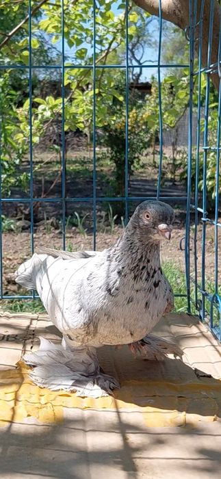 Голуби игровых кровей