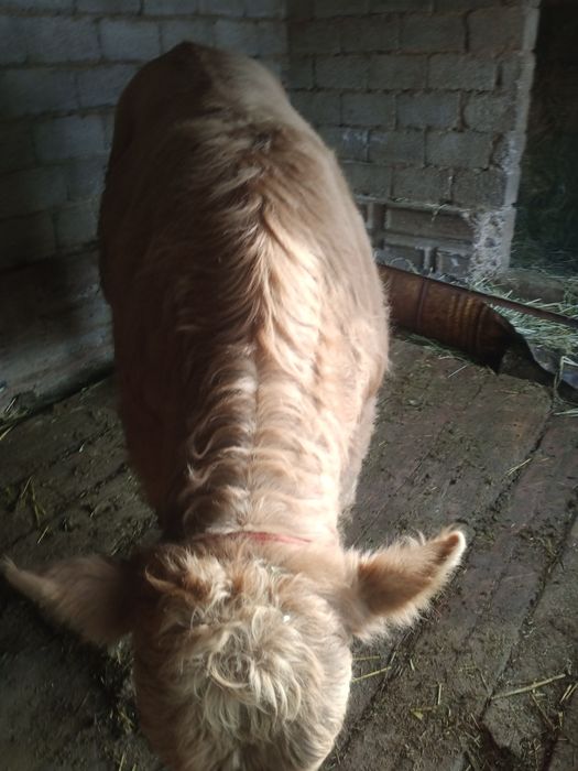 Бұқа сатылады тоқал