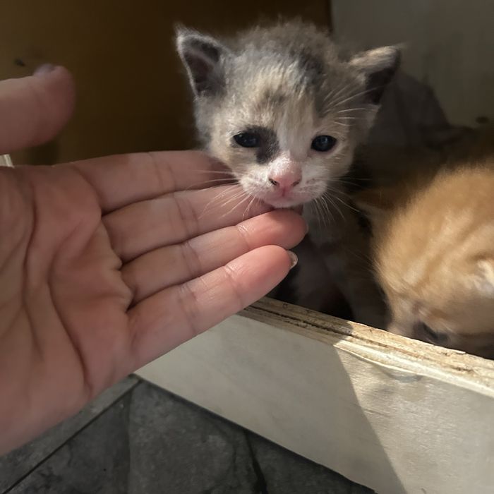 Отдам котят в добрые руки !!!