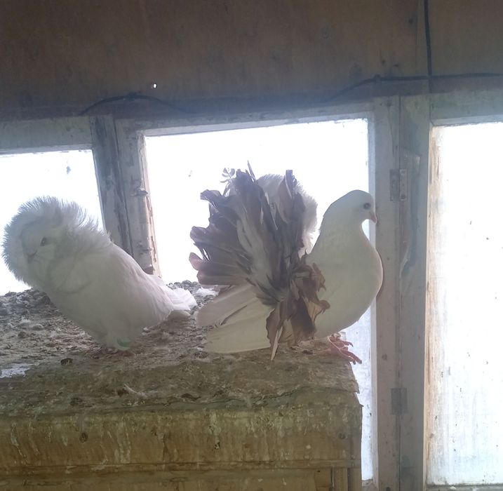 Голуби павлины кептер