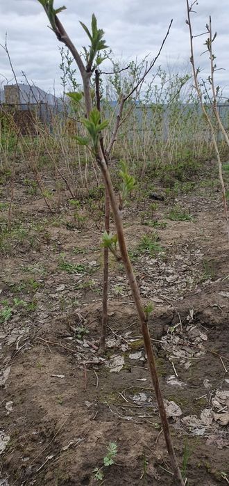 Саженцы ремонтантной малины