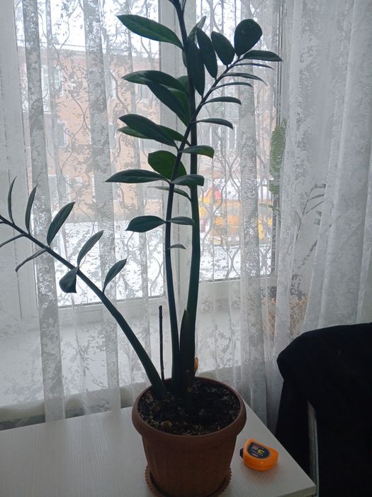 Продам цветы денежные дерево